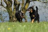 BEAUCERON 603